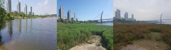 ▲세종보 노출지 식생천이. (왼쪽부터)개방전, ‘18.5.30(완전개방), ‘18.10.24(완전개방) 모습. (사진=환경부 제공)