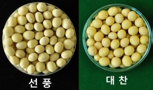 ▲농촌진흥청이 보급 예정인 '선풍', '대찬' 콩 품종