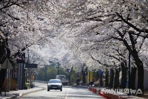 ▲ ‘2019 계룡산 벚꽃축제’가 동학사 일원에서 오는 4월 5일 개막해 14일까지 열흘 동안 개최된다. (사진=내외뉴스 자료실)