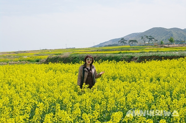 포항,유채꽃 향기가 가득한 호미꽃단지