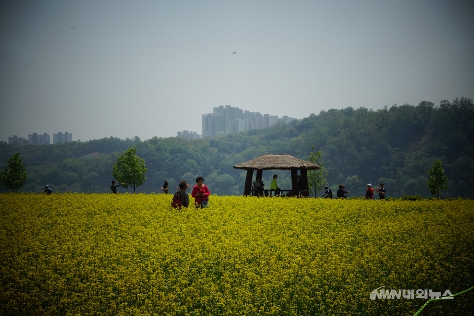 ▲구리유채꽃축제를 즐기는 사람들