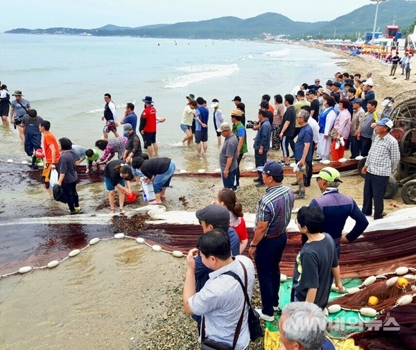 포항. 월포 후릿그물 체험행사는 7월 13일부터 8월 11일까지 주말 중 10회에 걸쳐 진행될 예정이다. 지난 13일 행사 모습.(사진=포항시청)