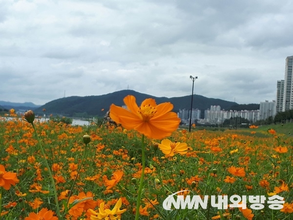 ▲경북 포항시 형산강수변공원에 가을의 전령 황화코스모스가 활짝 피어 황금물결로 하늘거리며 지나가는 사람들의 발길을 멈추게 하고 있다. (사진=포항시청)