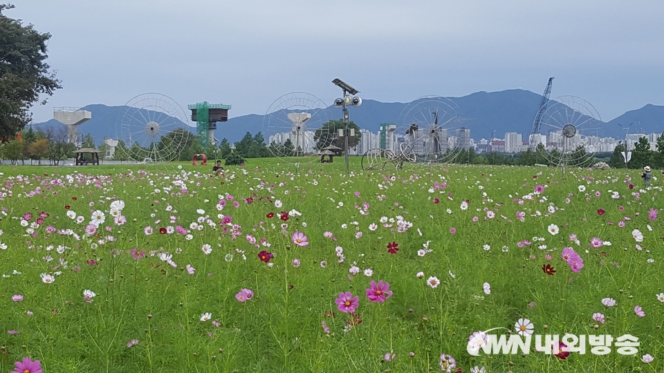 ▲구리한강시민공원에서 시민들이 활짝 핀 코스모스를 즐기고 있다. 2019.09.21 (사진=정동주 사진 전문기자)