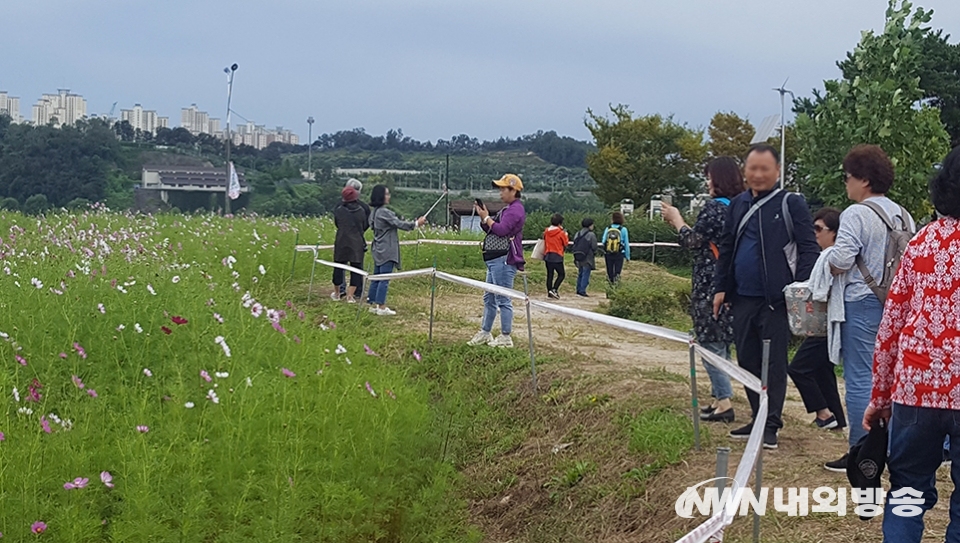 ▲구리한강시민공원에서 활짝 핀 코스모스를 즐기는 시민들. 2019.09.21 (사진=정동주 사진 전문기자)