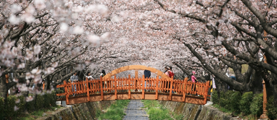 ▲ 국내 최대 벚꽃축제 창원 ‘진해 군항제’의 모습 (사진=창원시청 제공)