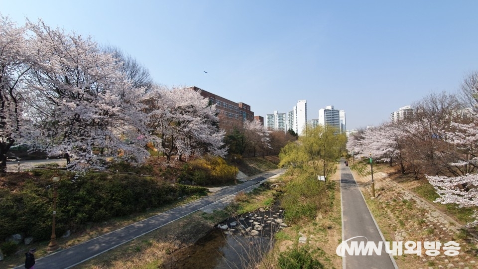 ▲봄꽃이 활짝 핀 경기도 분당 탄천변. (사진=내외방송 최유진 기자)