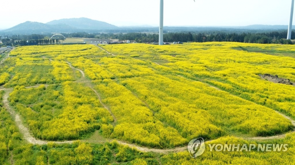 ▲ 7일 오전 제주 서귀포시 표선면 가시리 풍력발전단지 내에 유채꽃밭 모습 (사진=연합뉴스)