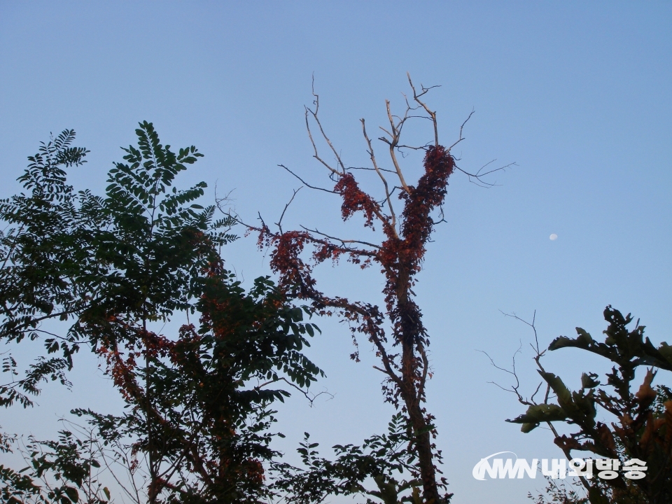 ▲ 아침 이른 시간에 산에 오르면 일출과 함께 고목을 휘감은 덩굴식물 위로 낮달도 볼 수 있다. (사진= 내외방송 정수남 기자)