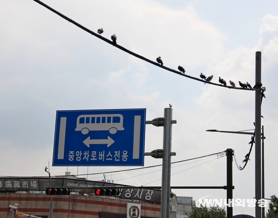 ▲ 인근 광장시장 사거리에 있는 전깃줄에도 비둘기들이 나란히 앉아 있다. (사진=내외방송 정수남 기자)
