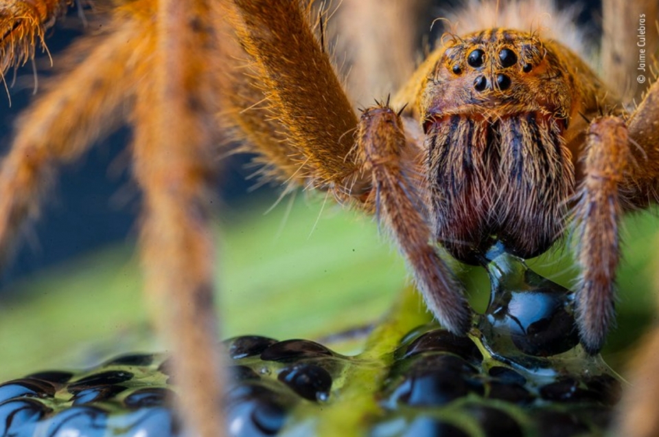 ▲ Jaime Culebras의 The spider's supper. (사진=영국 국립 자연사박물관)