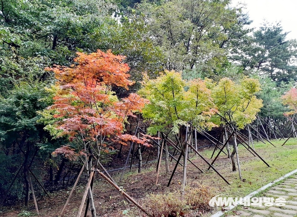 ▲ 남한산성 인근 검단산(해발 523.9m) 2부 능선에 단풍이 물들기 시작했다. (사진=내외방송 정수남 기자)