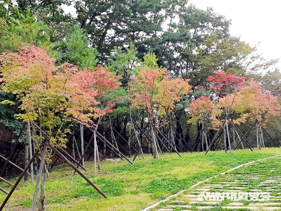 ▲ 남한산성 인근 검단산(해발 523.9m) 2부 능선에 단풍이 물들기 시작했다. (사진=내외방송 정수남 기자)