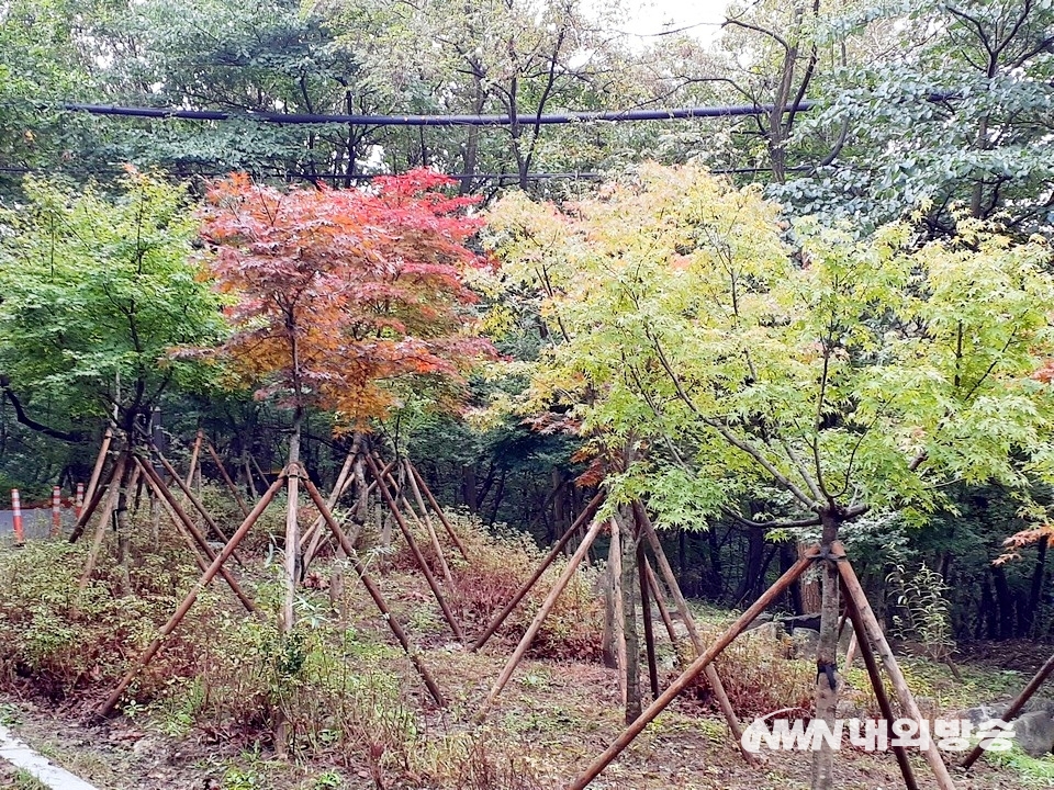 ▲ 3부 능선에도 단풍이 찾아왔다. (사진=내외방송 정수남 기자)