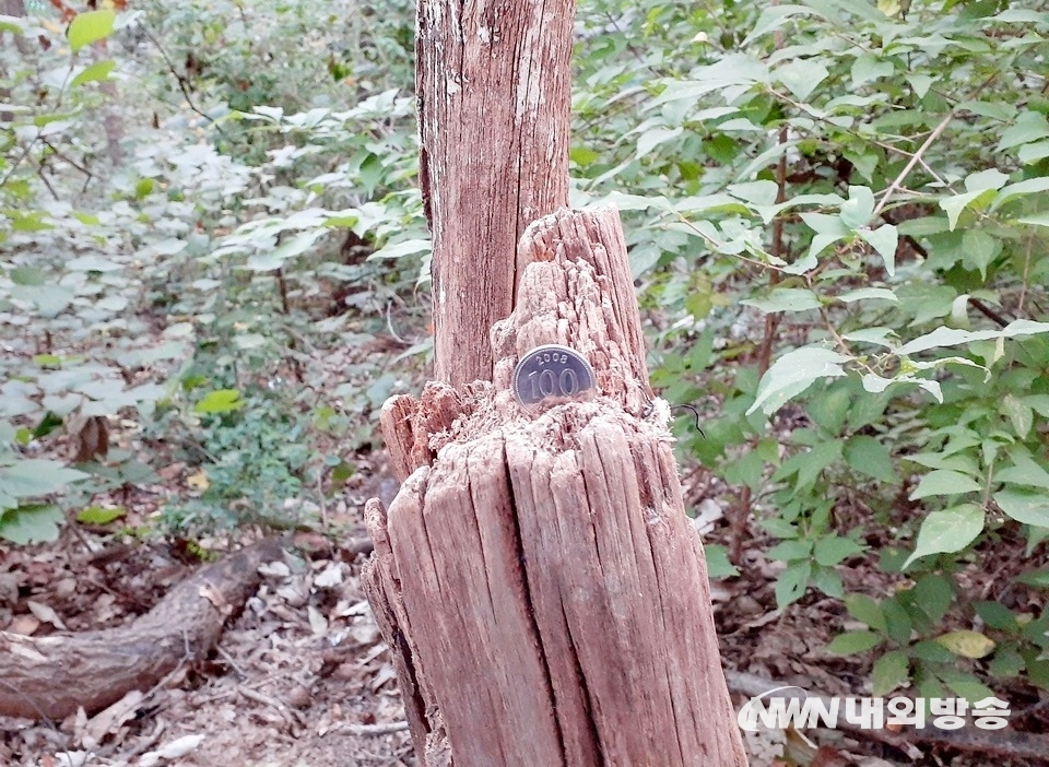 ▲ 경기도 남한산성도립공원, 경기도 성남시 구간이다. 등산로에 있는 고목에 100원짜리 동전이 꽂혀 있다. (사진=내외방송 정수남 기자)