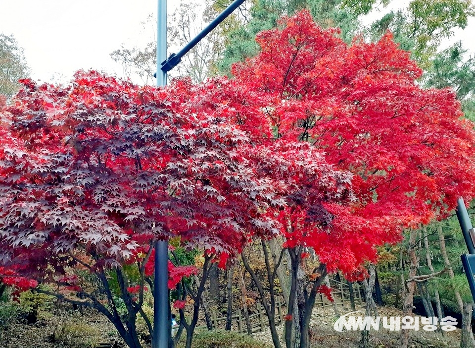 ▲ 경기 성남시 중원구 황송공원. 단풍나무와 활엽수들이 화려하게 물들었다. (사진=내외방송 정수남 기자)