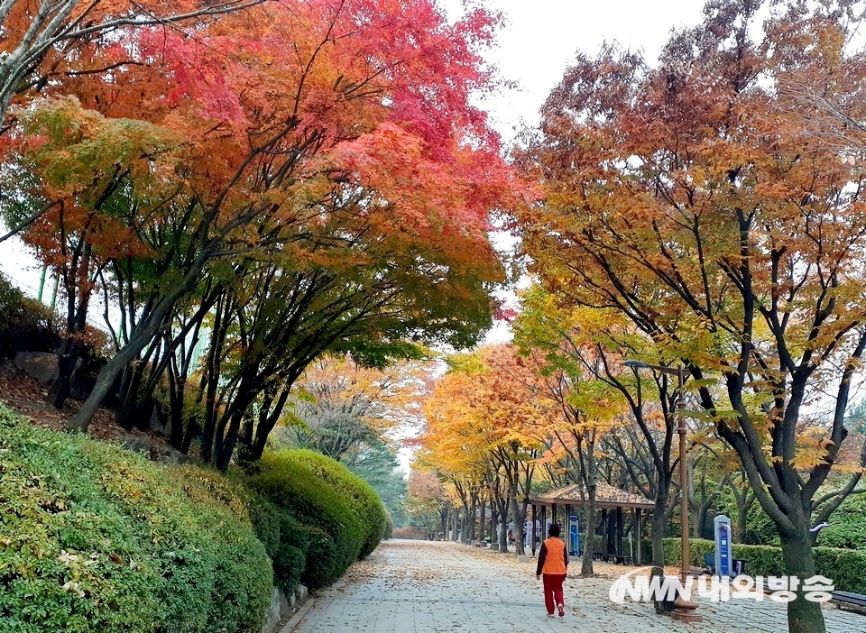 ▲ 경기 성남시 중원구 황송공원. 단풍나무와 활엽수들이 화려하게 물들었다. (사진=내외방송 정수남 기자)