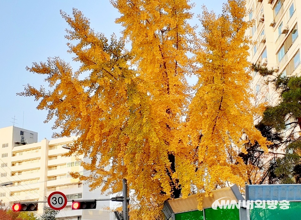 ▲ 성남 중원구 (위부터)황송마을과 현대아파트 은행나무도 샛노랗게 물들었다. (사진=내외방송 정수남 기자)