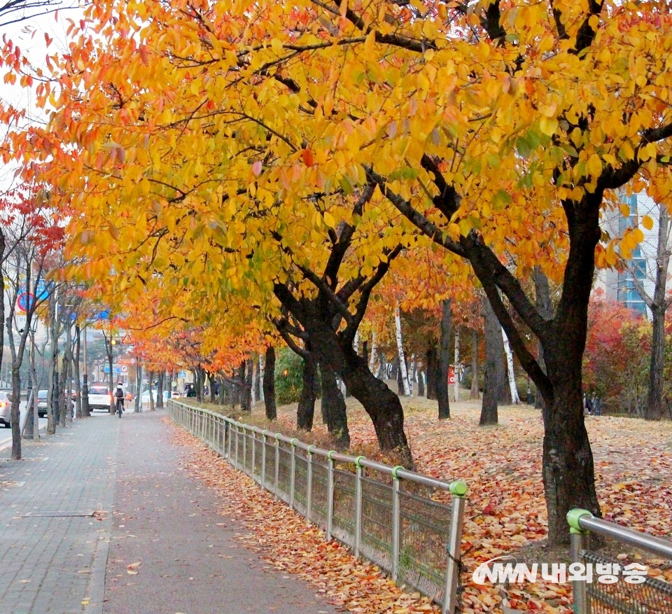 ▲ (위부터)용인시 동백호수공원 인도 단풍과 성남 중원구 광명로 가로수도 볼만하다. (사진=내외방송 정수남 기자)