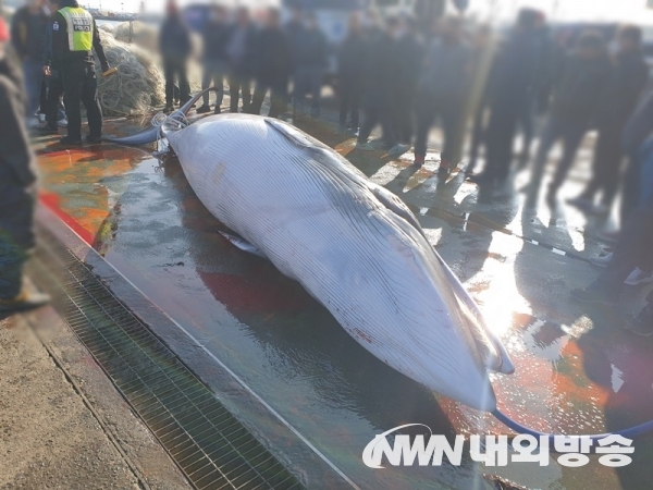 ▲ 혼획된 고래는 구룡포 수협에서 9,250만원에 거래됐다