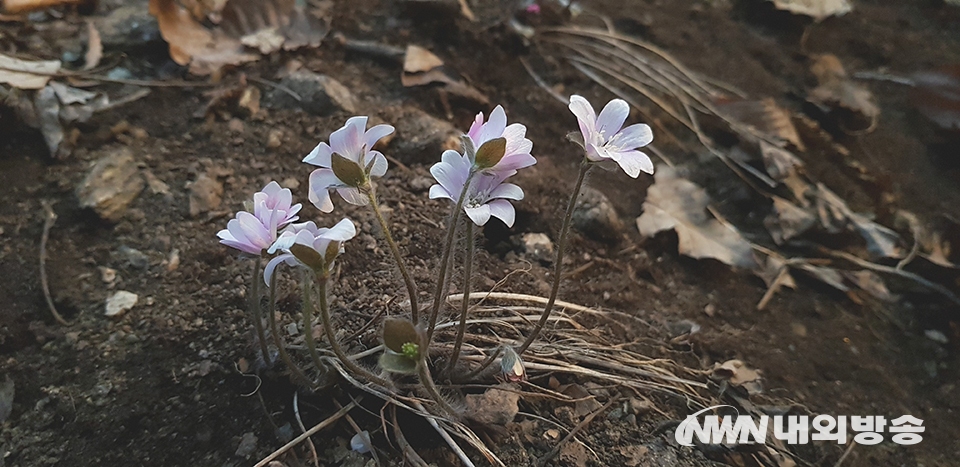 ▲ ▲ 경기 청계산에 활짝 핀 흰노루귀가 봄을 알리고 있다. 2021.03.08. (사진=내외방송 정동주 사진전문 기자)