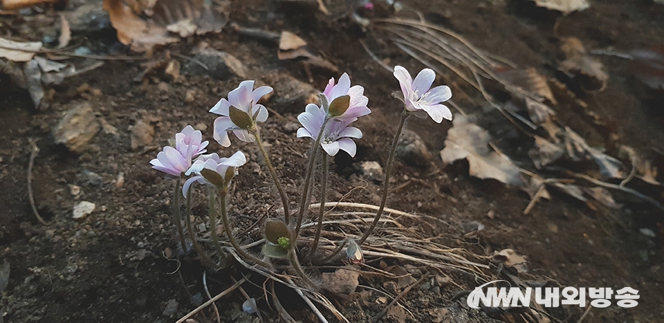 ▲ ▲ 경기 청계산에 활짝 핀 흰노루귀가 봄을 알리고 있다. 2021.03.08. (사진=내외방송 정동주 사진전문 기자)