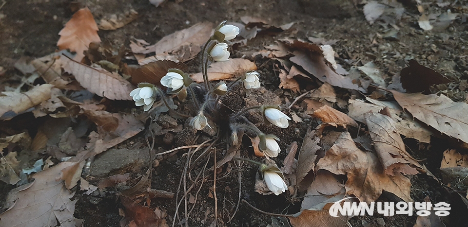 ▲ ▲ 경기 청계산에 활짝 핀 흰노루귀가 봄을 알리고 있다. 2021.03.08. (사진=정동주 사진전문 기자)