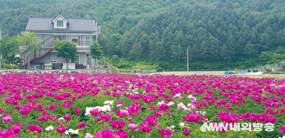 ▲ 강원도 홍천군 동면 덕치리 수타사입구에 핀 작약꽃. 2021.05.26 (사진=정동주 사진전문 기자)