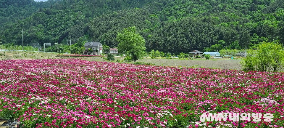 ▲ 강원도 홍천군 동면 덕치리 수타사입구에 핀 작약꽃. 2021.05.26 (사진=정동주 사진전문 기자)