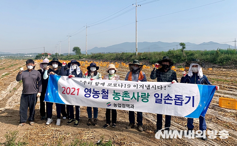 ▲ 경북 영천시 직원들이 마늘 수확기를 맞아 일손을 구하지 못해 어려움을 겪고 있는 지역 농가를 위해 농촌일손에 발벗고 나섰다. (사진=영천시 제공)