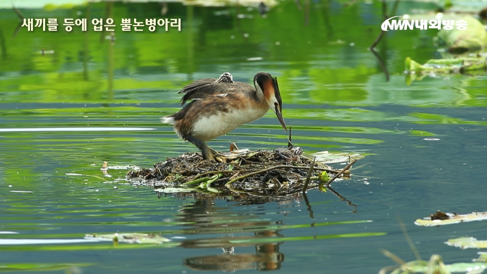 ▲ 경기도 남양주시 팔당주변 호수에서 뿔논병아리가 새끼를 등에 업고 돌보고 있다. (촬영=정동주 사진전문 기자)