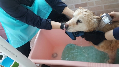 ▲ 자원봉사자들이 유기된 강아지를 씻기고 있는 모습 (사진=동물보호협회)