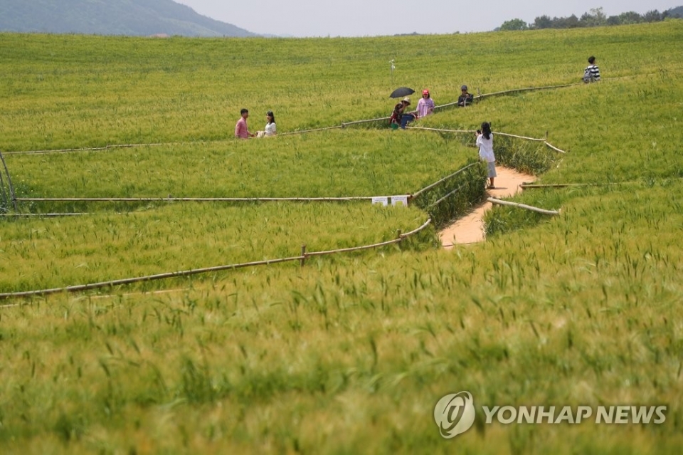 ▲ ▲ 2019년 5월 14일 고창 청보리밭 축제를 즐기는 관광객들 모습 (사진=연합뉴스)