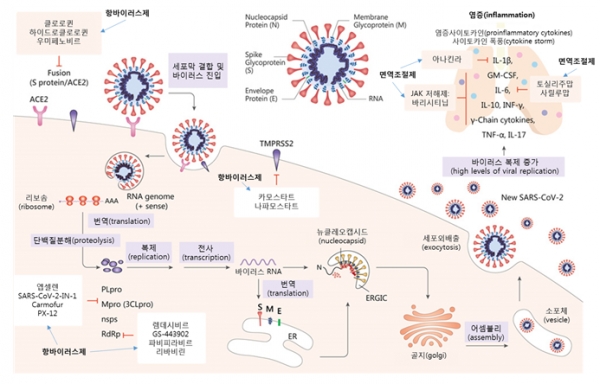 ▲ 코로나19 치료제 및 기전 (사진=medchemexpress.com)
