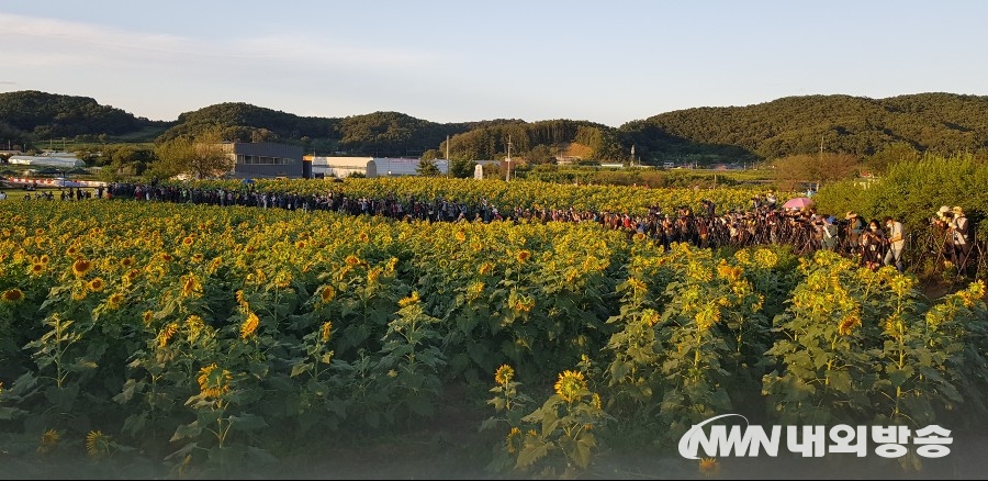 ▲ 3일 오후 연천 호로고로에는 일몰에 잠긴 해바라기를 담기 위해 관광객들과 사진가들이 카메라 삼각대를 설치 후 기다리고 있다. 2021.09.03. (사진=정동주 사진전문 기자)