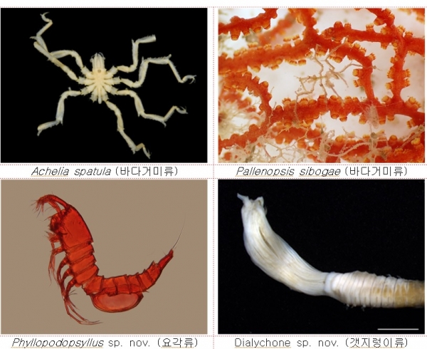 ▲ 환경부가 해저 탐사를 통해 발견한 주요 발굴종 사진.(사진=환경부)