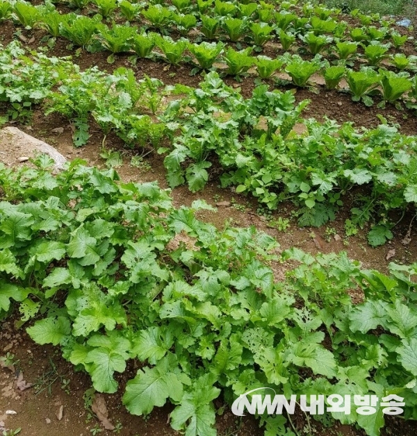 ▲ 농약을 전혀 치지 않아 씻지 않고 먹어도 되는 유기농 농산물. 농작물이 잘 자라면 더 없이 뿌듯한 농부의 마음을 간접 체험할 수 있다. (사진=황설아 기자)