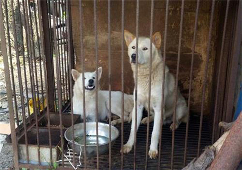 ▲ (사)동물보호단체 라이프에서 제출한 자료에 따르면 진도에 있는 식용개농장에서 11마리의 국가 관리를 받는 천연기념물 진돗개가 발견됐다. (사진=연합뉴스)