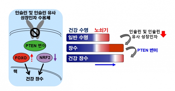 ▲ 해당 연구의 모식도 (사진=KAIST 제공)