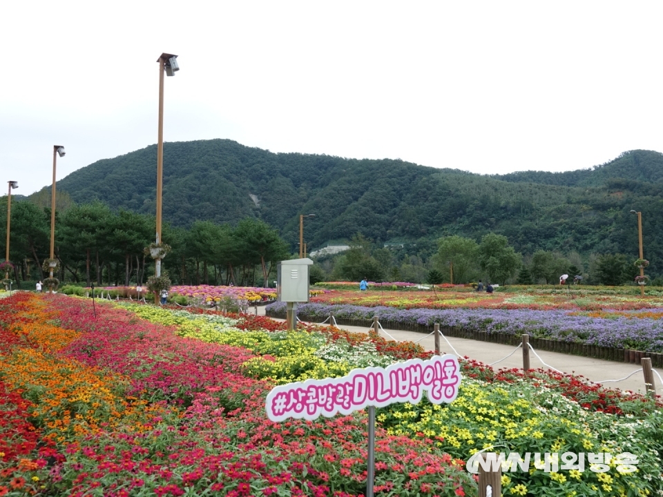 ▲ 경기도 가평은 '자라섬 남도 꽃 축제' 현장. 2021.10.08. (사진=정동주 사진전문 기자)