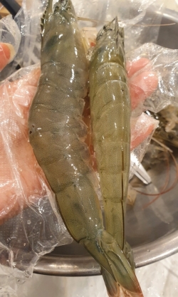 ▲ 제철을 맞은 대하가 살이 통통하게 올라있다. (사진=박인숙 기자)