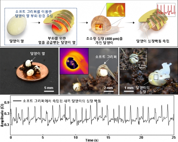 ▲ 소프트 그리퍼를 이용한 달팽이 부화 촉진 및 생체 신호 측정 과정 (사진=과학기술정보통신부 제공)
