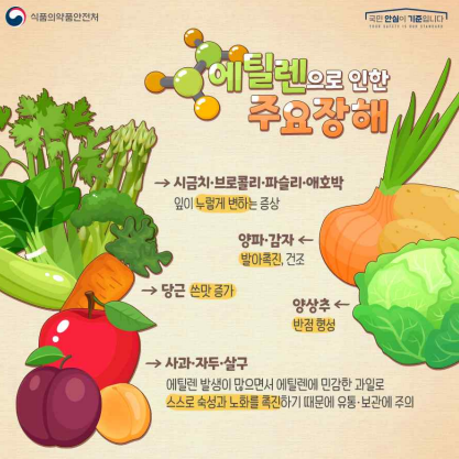 ▲ 에틸렌으로 인한 주요장해 (사진= 식약처 제공)