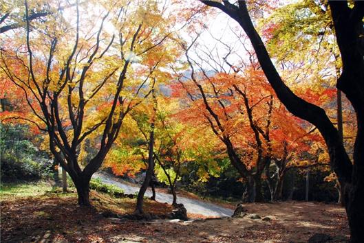 ▲ 고창 문수사 단풍나무 숲(근경) (사진=산림청 제공)