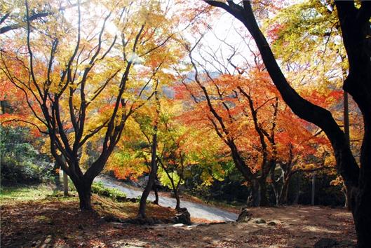 ▲ 고창 문수사 단풍나무 숲(근경) (사진=산림청 제공)