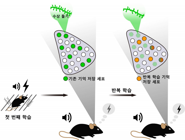 반복적인 소리 공포 조건화 학습으로 재배치되는 기억 엔그램 (사진=KAIST 제공)