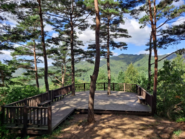 횡성 소나무 낙엽송 숲 (사진=산림청 제공)