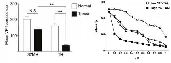 그림 왼쪽) YAP/TAZ의 발현량이 낮은 모델(S7MH)에서는 기질의 활성화가 낮고 약물의 투과성이 시간이 지날수록 암 주변 조직과 비슷하게 나타났다. 반면 YAP/TAZ 발현이 높은 모델(TH)에서는 암 조직 내 약물 투과도가 주변 조직에 비해 약 4배 정도 낮았다. 그림 오른쪽) YAP/TAZ의 발현이 낮은 오가노이드 모델(흰 동그라미)이 YAP/TZA의 발현이 높은 모델(검정 네모)과 비교해 암 조직 중심부로의 약물 투과도가 약 8배 정도 높게 나타났다.(r/R 값이 1에 가까울수록 암 조직의 중심부와 가깝다)