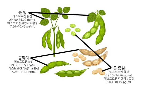 콩 부위별 에스트로겐 및 에스트로겐 리셉터 알파 활성 수준 (사진=농촌진흥청 제공)