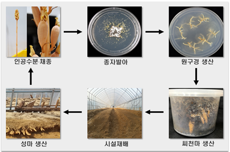 씨천마 생산 과정 (사진=산림청 제공)